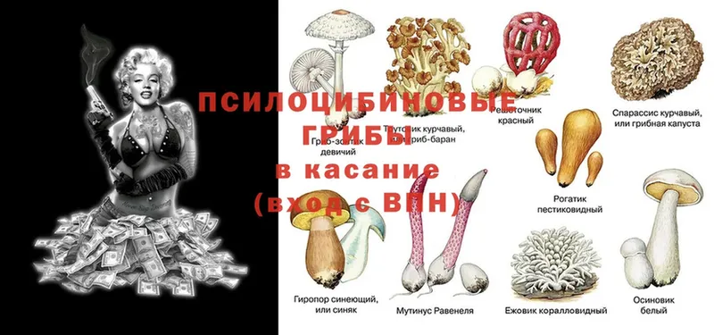 Псилоцибиновые грибы Cubensis  hydra   Грязи 